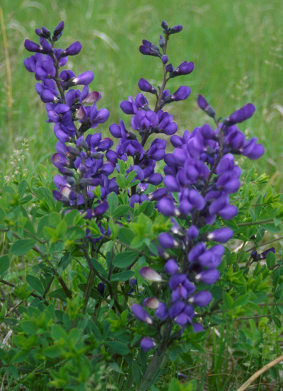 BlueWildIndigo.jpg