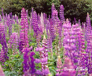 Blia Annual Plant Giveaway Wild Lupine Lupinus Perennis 1 2 Tall Blue Purple Flower